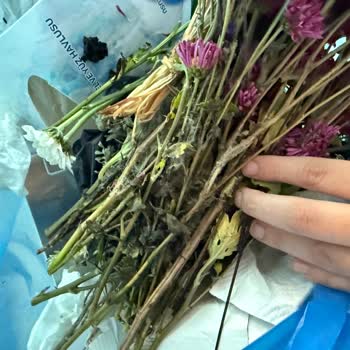 Tekirdağ Süleymanpaşa Mağazasında Küflü Ve Böcekli Çiçek Mağduriyeti