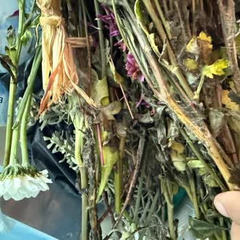 Tekirdağ Süleymanpaşa Mağazasında Küflü Ve Böcekli Çiçek Mağduriyeti