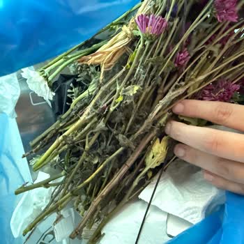 Tekirdağ Süleymanpaşa Mağazasında Küflü Ve Böcekli Çiçek Mağduriyeti