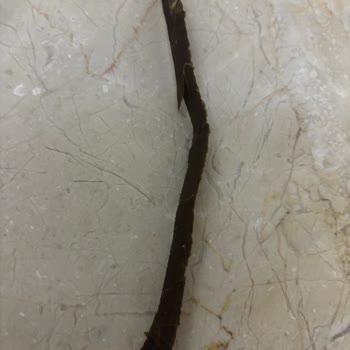 Cips Paketinden Karton Parçası Çıktı