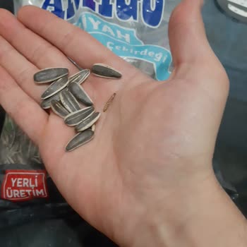 Aldığım Ay Çekirdeğinden Kurt Çıktı Sağlığımız Tehlikede