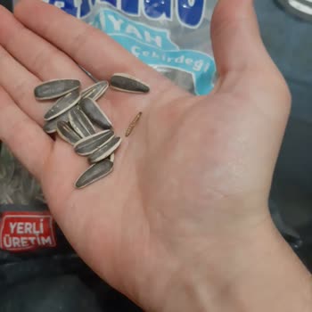 Aldığım Ay Çekirdeğinden Kurt Çıktı Sağlığımız Tehlikede