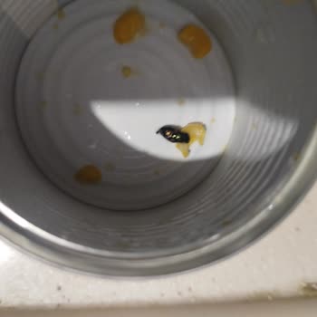 Aldığım Konserve Mısırdan Böcek Çıktı, Büyük Hayal Kırıklığı Yaşadım