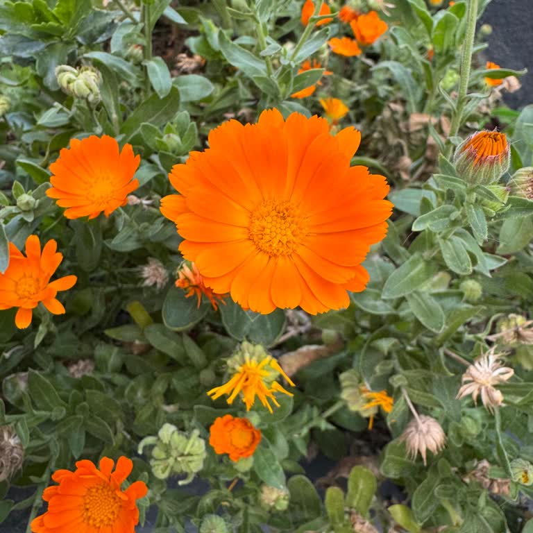 Mobil Bankacılık Sistemine Erişim Sorunu Ve Müşteri Hizmetlerine Ulaşamama