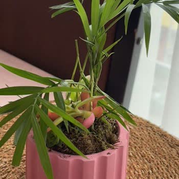 Sipariş Edilen Çiçekler Solmuş Ve Görselle Alakasız Şekilde Teslim Edildi