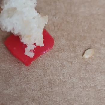 Hamburgerde Plastik Parça Ve Sorumluluk Reddi