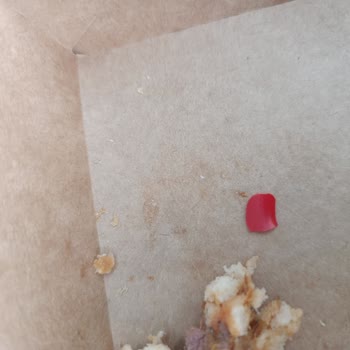 Hamburgerde Plastik Parça Ve Sorumluluk Reddi