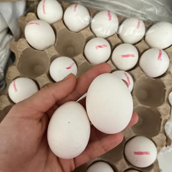 Şok Market'ten Bozuk Ve Yanıltıcı Yumurtalar: Sağlığımız Tehlikede!