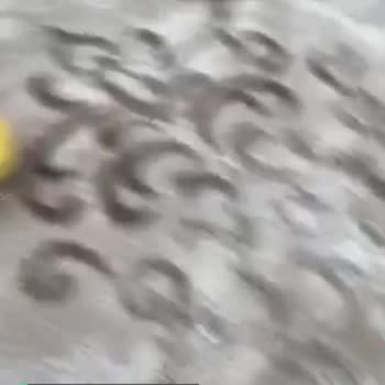 Çabuk Bozulan Cicciobello Oyuncak Bebek