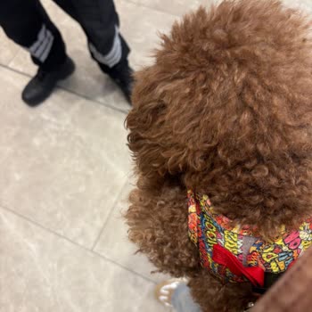 Mall Of İstanbul AVM'de Köpekle Girişte Aniden Yasak Ve Olumsuz Güvenlik Tavrı
