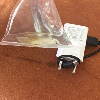 Canlı Teslimatında Sürekli Ölü Balık Ve Kötü Paketleme