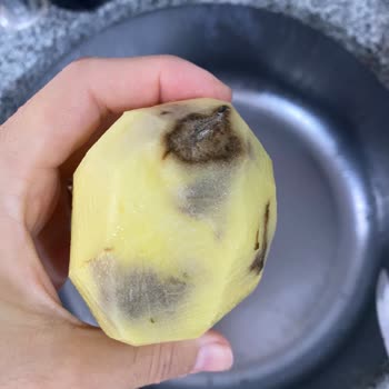 Aldığım Patateslerin Yarısı Çürük Ve Bozuk Çıktı