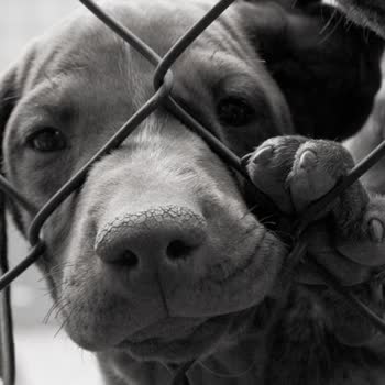 Ankara Büyükşehir Belediyesi Karataş Hayvan Bakımevi'nde Çalışanların Kaba Ve Saldırgan Davranışları