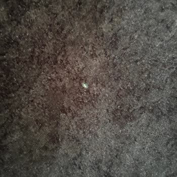 Brillant Aldığım Halılarda Leke Ve Defo Sorunu, Mağduriyet Yaşadım