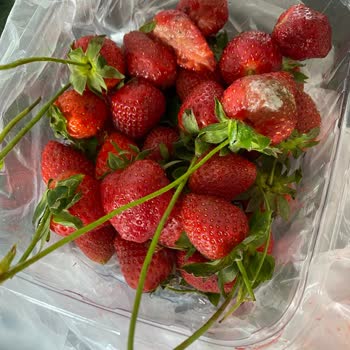 Okyanus Markette Taze Görünen Çileklerin Altından Çürükler Çıktı