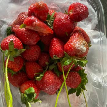 Okyanus Markette Taze Görünen Çileklerin Altından Çürükler Çıktı