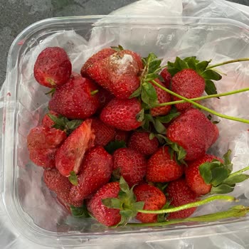 Okyanus Markette Taze Görünen Çileklerin Altından Çürükler Çıktı