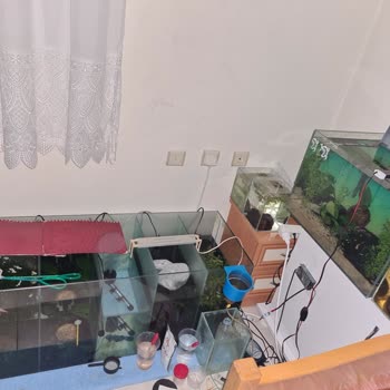 Elektrik Kesintisi Nedeniyle Akvaryum Balıklarım Tehlikede, Yetersiz Bilgilendirme Ve Destek