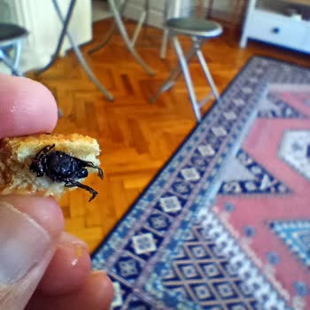 Tost Ekmeğinden Böcek Çıkması Ve Ürün Güvenliği Endişesi