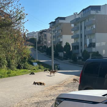 Köpek Saldırıları Nedeniyle Güvende Değiliz!