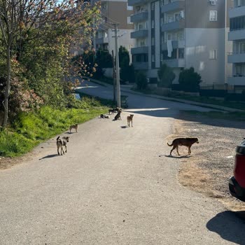 Köpek Saldırıları Nedeniyle Güvende Değiliz!