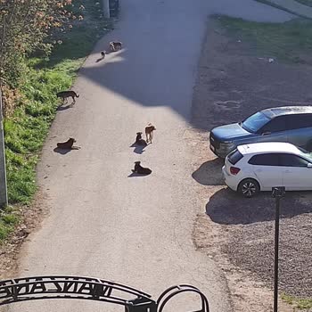 Köpek Saldırıları Nedeniyle Güvende Değiliz!