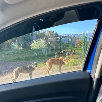 Köpek Saldırıları Nedeniyle Güvende Değiliz!