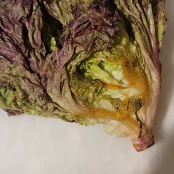 Kampanya Puanı Yüklenmedi, Bozuk Ürün Gönderildi