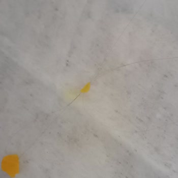 Gold Harvest Master Cipsinden Saç Kılı Çıktı, Hayal Kırıklığına Uğradım