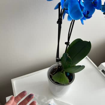 Mavi Orkide Aldım Hem Defolu Hem De Boyası Her Yere Bulaştı