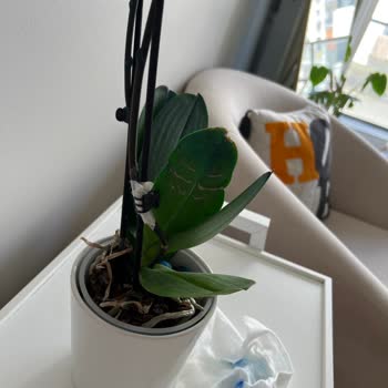 Mavi Orkide Aldım Hem Defolu Hem De Boyası Her Yere Bulaştı