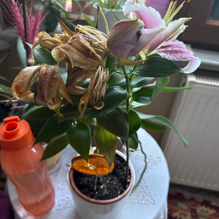 Gönderilen Çiçeklerin Taze Olmaması Nedeniyle Yaşanan Memnuniyetsizlik