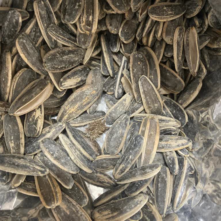 Aldığım Çekirdeğin İçinden Diken Çıktı