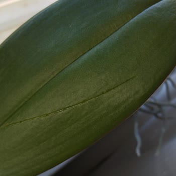 Paramparça Orkide Ve İlgisiz Satıcı Mağduriyeti