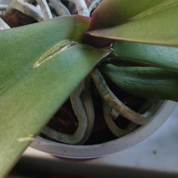 Paramparça Orkide Ve İlgisiz Satıcı Mağduriyeti