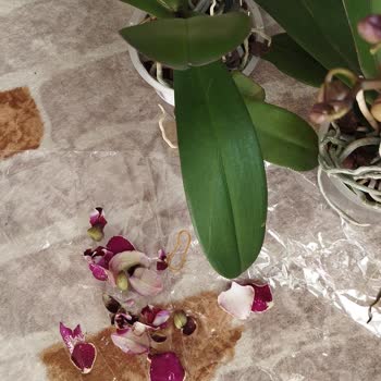 Paramparça Orkide Ve İlgisiz Satıcı Mağduriyeti