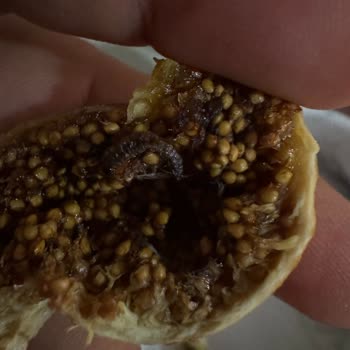 Aldığım İncirlerin Çoğu Kurtlu Ve Satıcı İletişime Kapatıyor