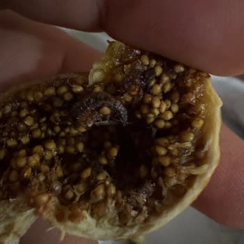 Aldığım İncirlerin Çoğu Kurtlu Ve Satıcı İletişime Kapatıyor