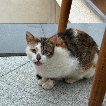 Sokak Kedisine Duyarsız Kalan AVM Yönetimi