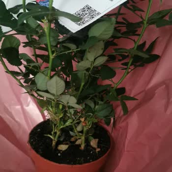 Doğum Günü Siparişim Yanlış Ürünle Teslim Edildi, Özel Günüm Mahvoldu