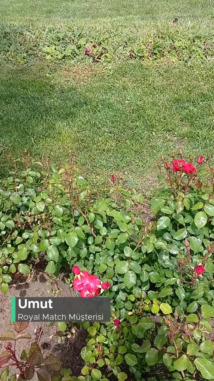 Royal Match Sohbet Engelimin Kalkması videonun kapak resmi