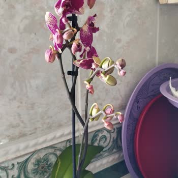 Orkide Siparişimde Hayal Kırıklığı Ve İlgisizlik