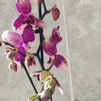 Orkide Siparişimde Hayal Kırıklığı Ve İlgisizlik