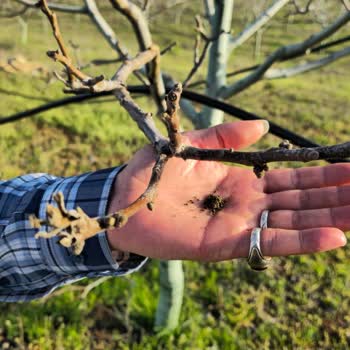 TARSİM'in Zararımı Karşılamaması Ve Mağduriyetim