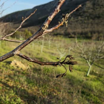 TARSİM'in Zararımı Karşılamaması Ve Mağduriyetim
