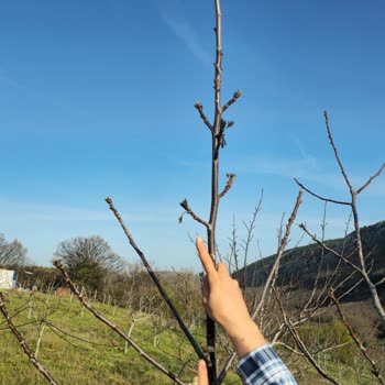 TARSİM'in Zararımı Karşılamaması Ve Mağduriyetim