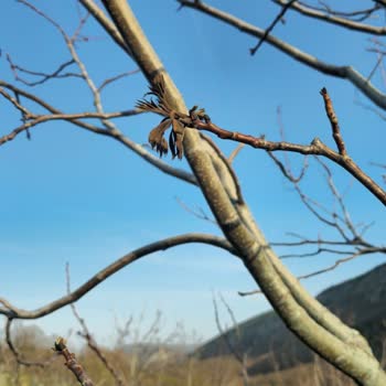 TARSİM'in Zararımı Karşılamaması Ve Mağduriyetim