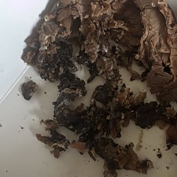 Hamburgerde Yanık Ve Sağlıksız Görüntüyle Şok Oldum