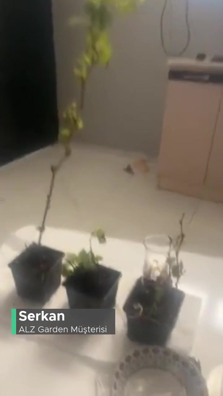 Alz Garden videonun kapak resmi
