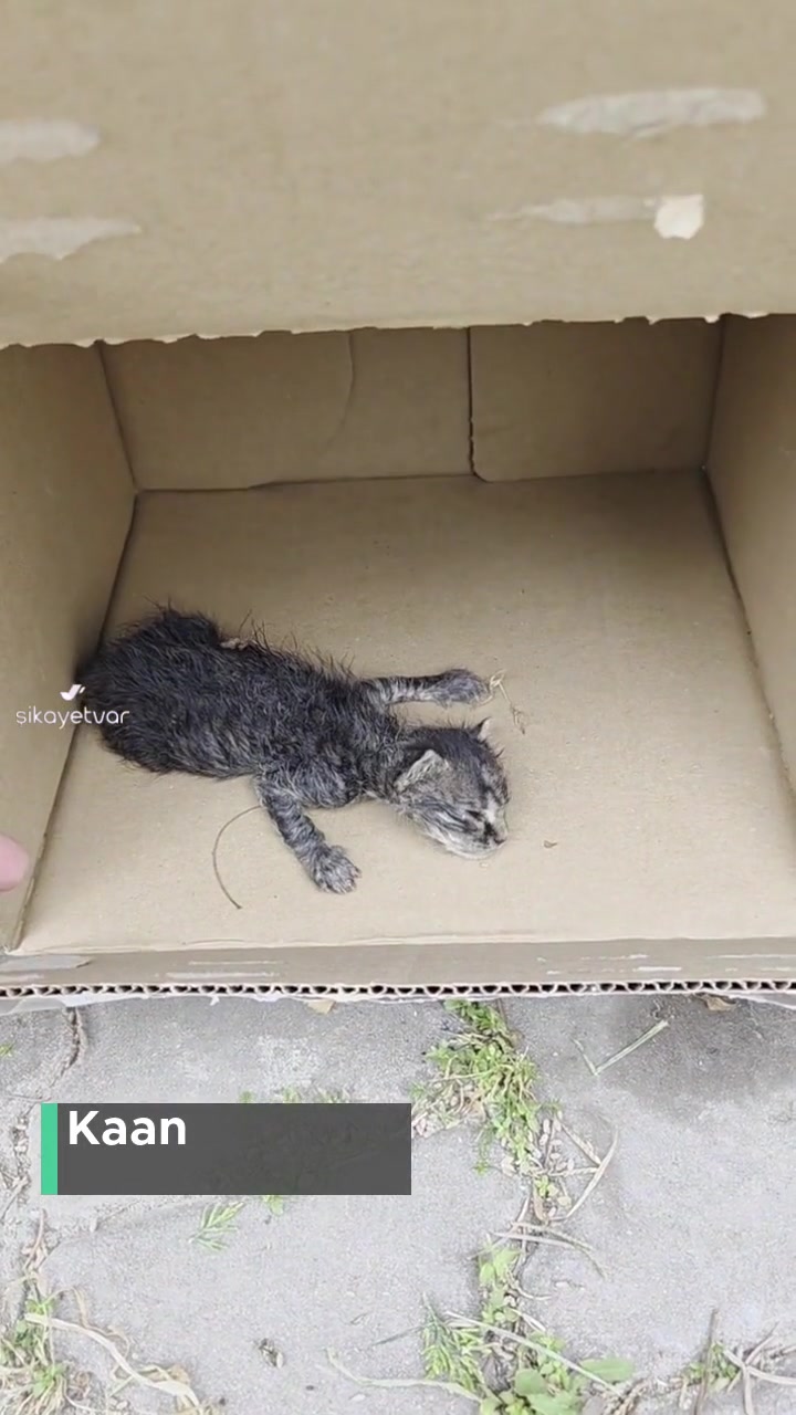 Bahçelievler Belediyesinin Sokak Hayvanları İlgisizliği videonun kapak resmi